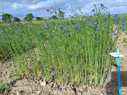 Click for 1 image(s) for this accession.